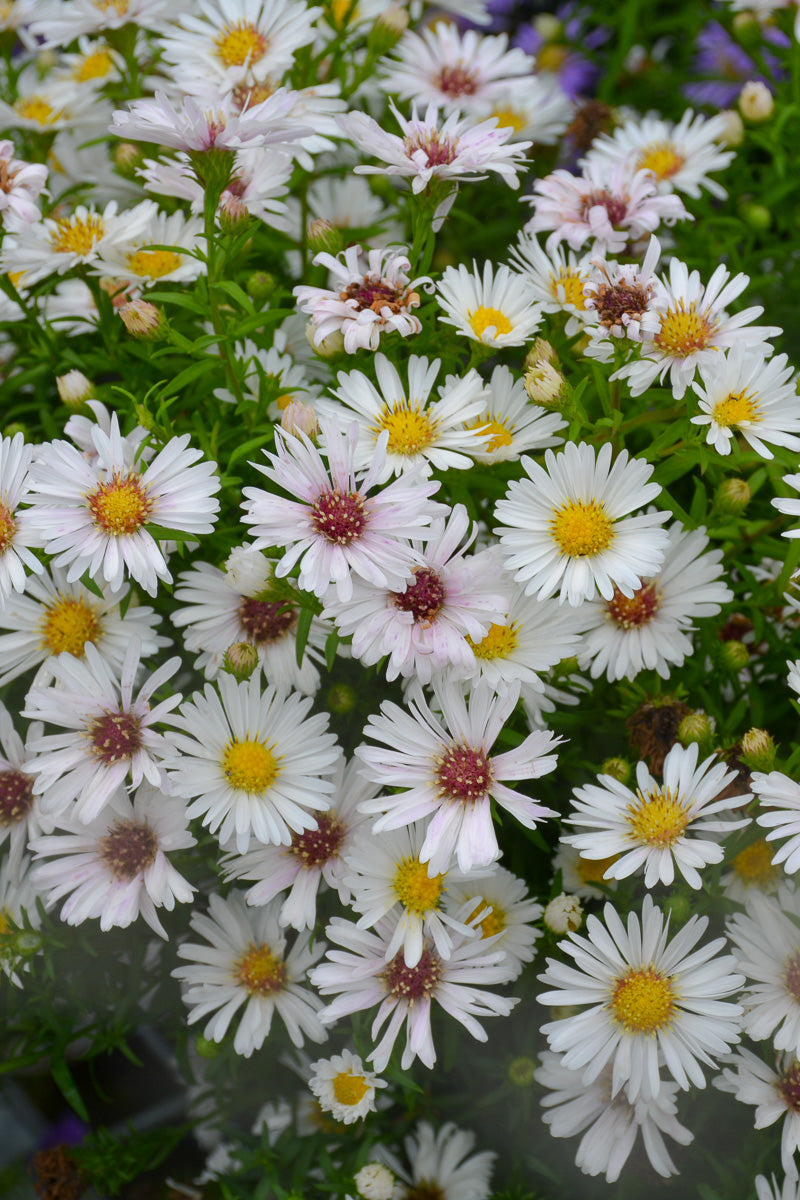 Aster, White
