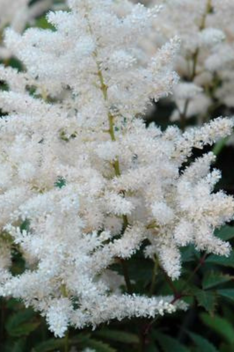 Astilbe, Deutschland