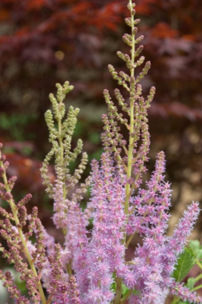 Astilbe, Superba