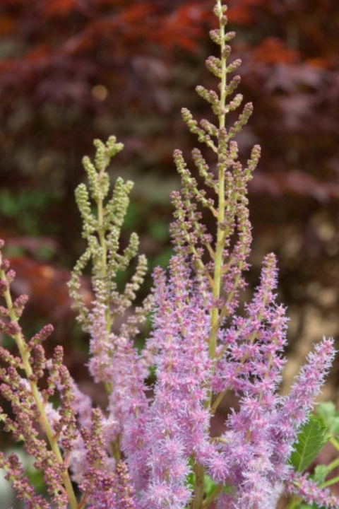 Astilbe, Superba