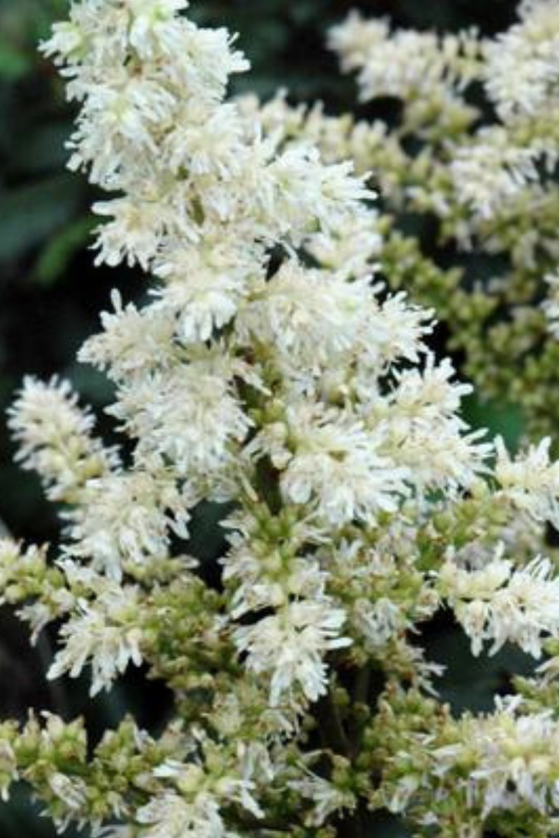 Astilbe, Visions In White