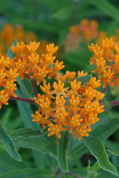 Butterfly Weed, Gay Butterfly