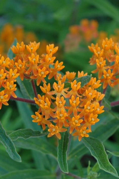 Butterfly Weed, Gay Bttrfly