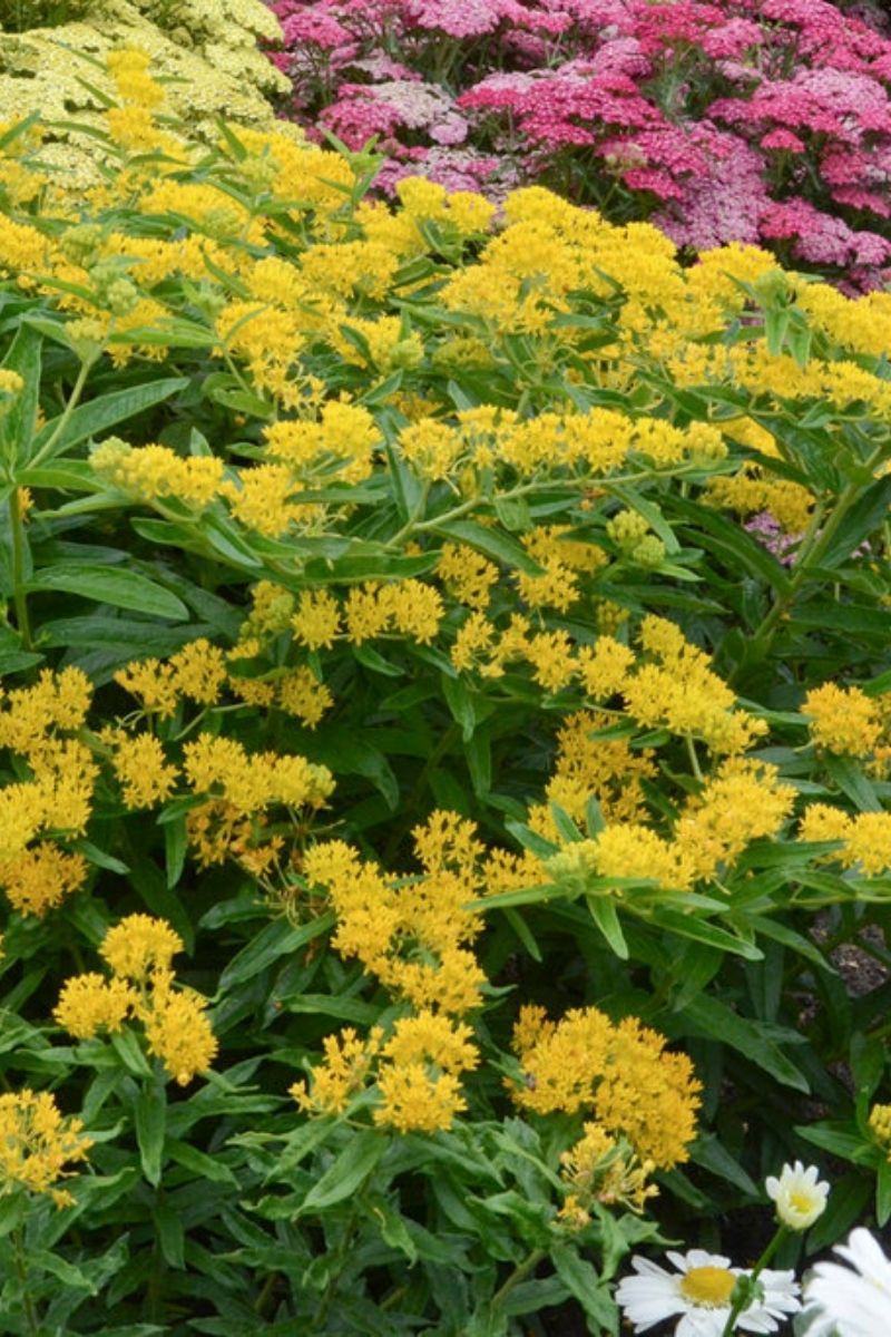 Butterfly Weed, Hello Yellow