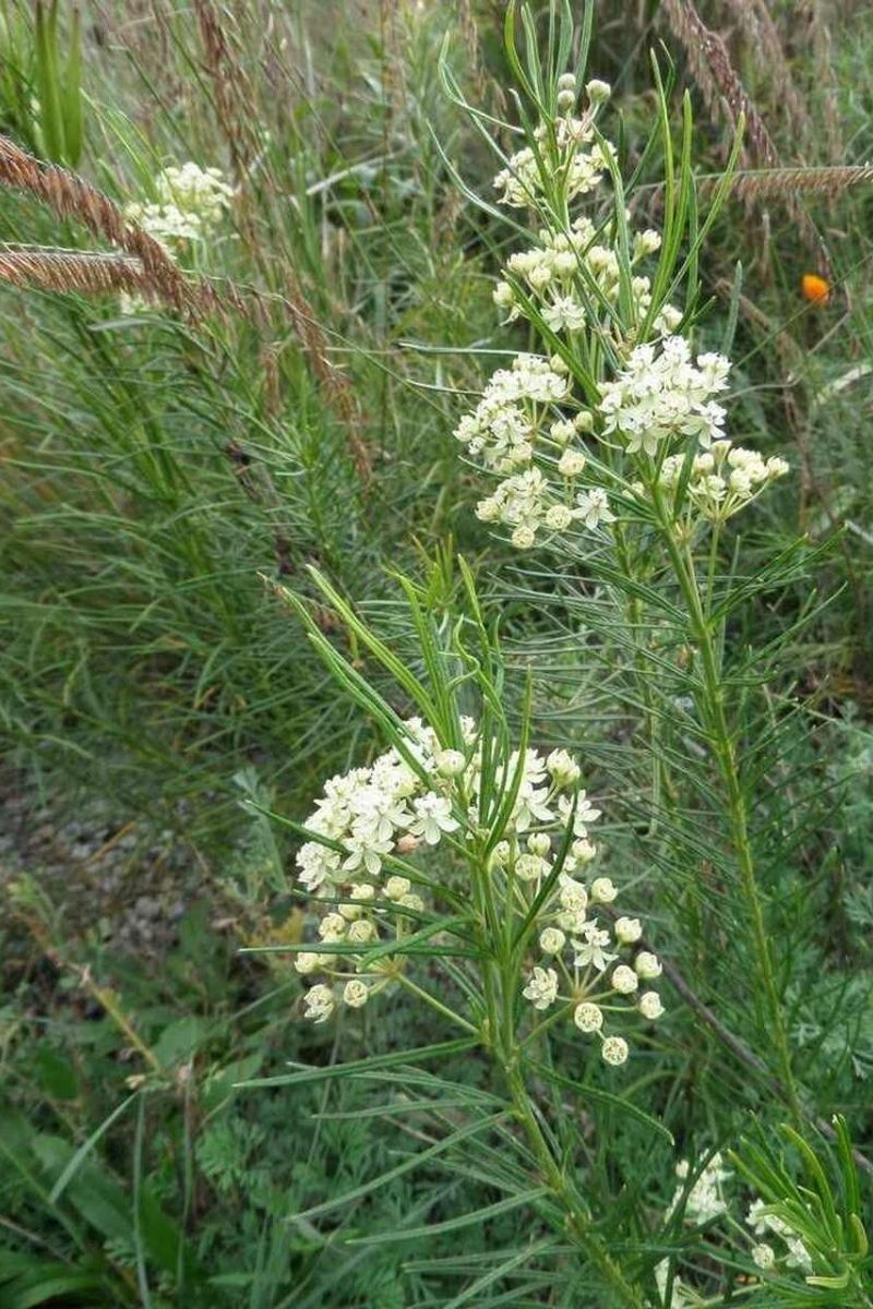 Butterfly Weed, Whorled