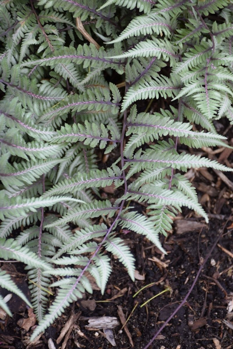 Fern, Japanese Painted Godzilla