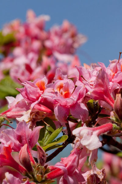 Azalea, Electric Lights Double Pink