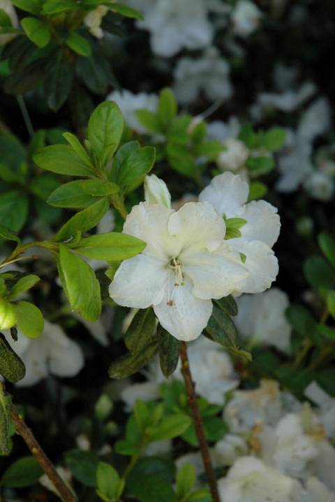 Azalea, Pleasant White