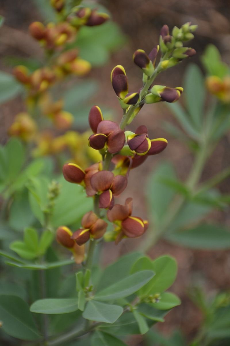 False Indigo, Cherries Jubl