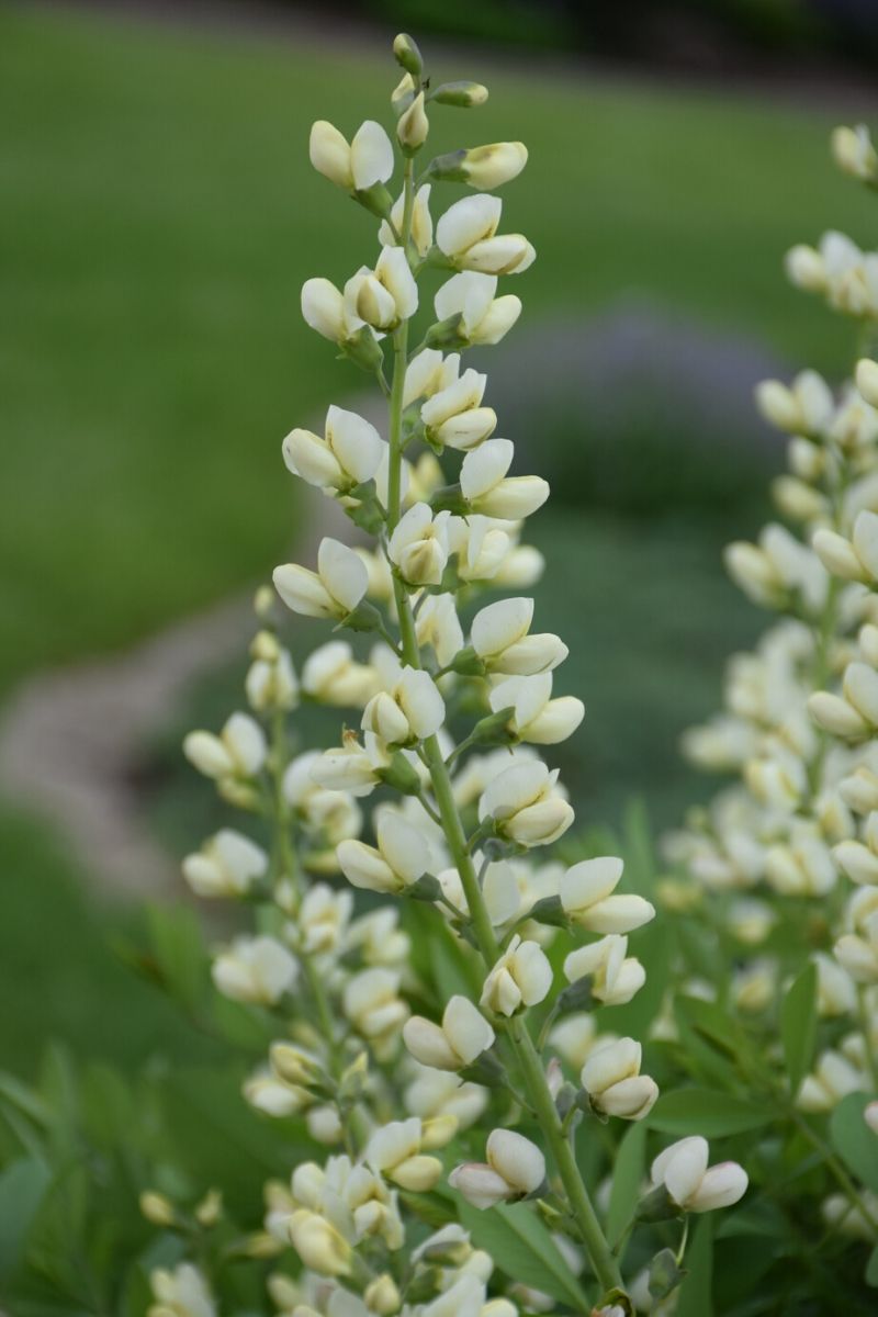 False Indigo, Vanilla Cream