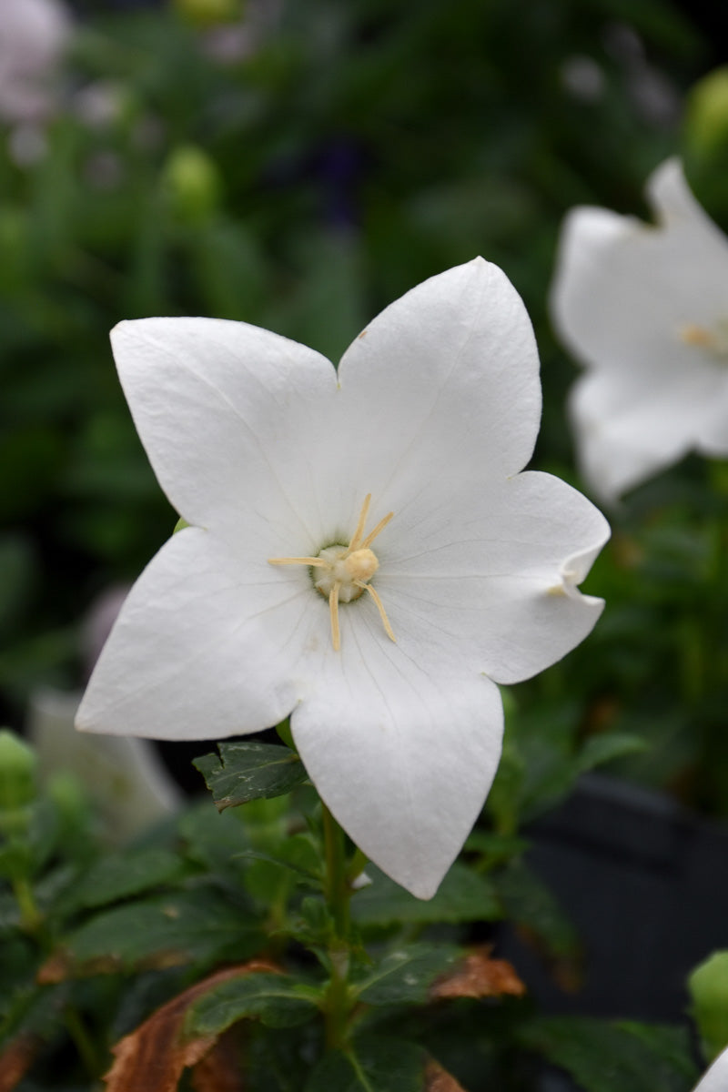 Balloon Flower, Pop Star White