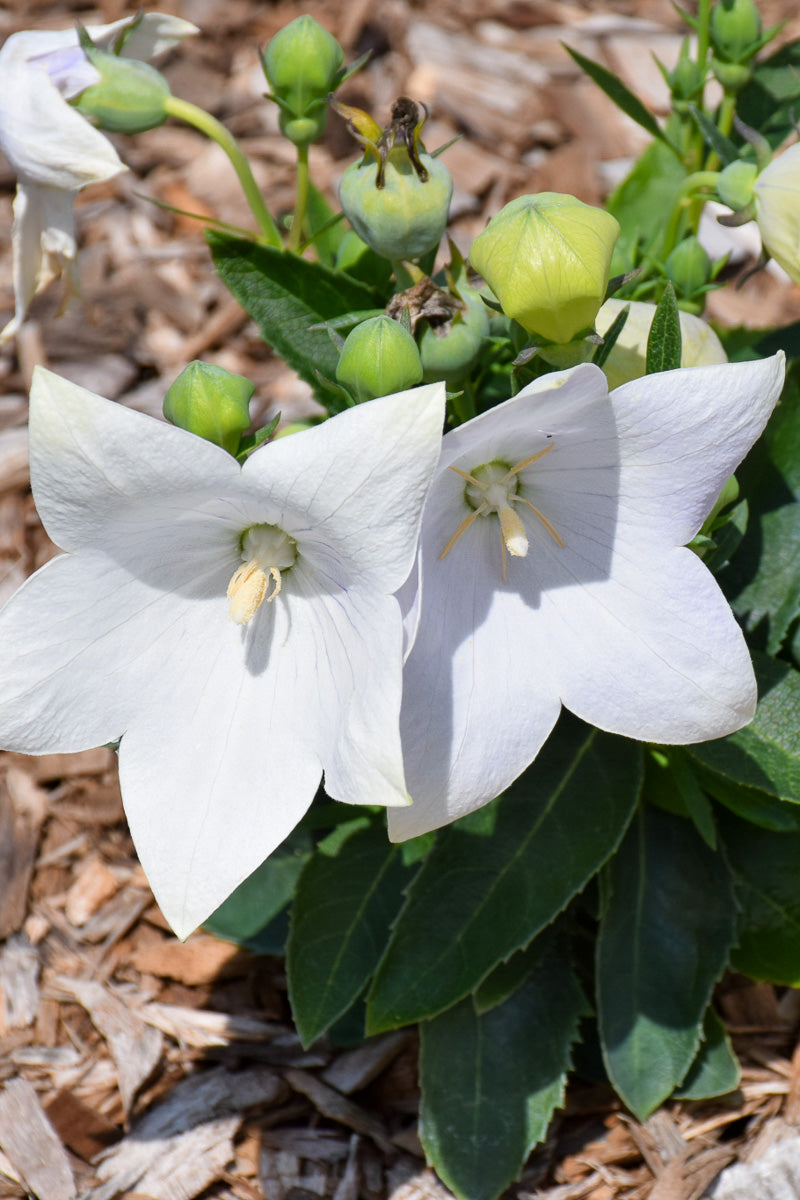 Balloon Flower, Pop Star White