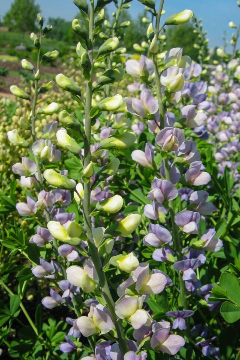 False Indigo, Lunar Eclipse