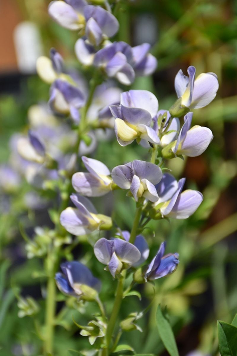 False Indigo, Starlite Prairie