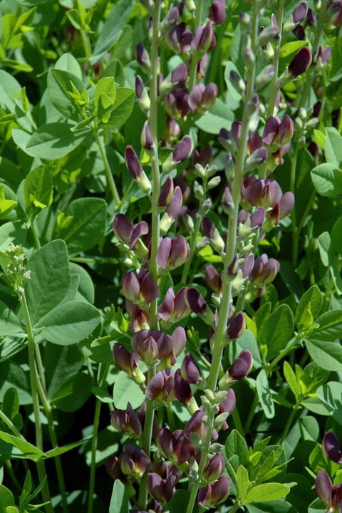 False Indigo, Twilite Prairie Blues