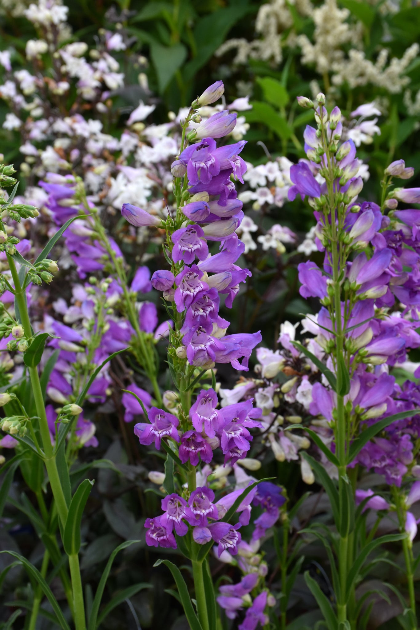 Prairie Dusk Beard-Tongue (Penstemon)