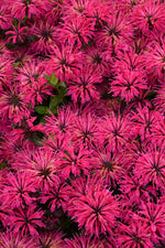 Leading Lady Razzberry bee balm flowers
