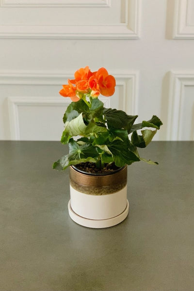 Begonia, Rieger Orange 4.5"