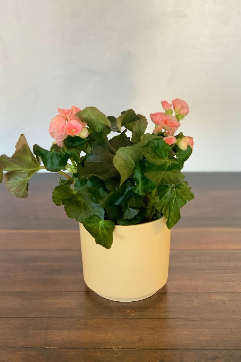 Begonia, Rieger Pink 6"