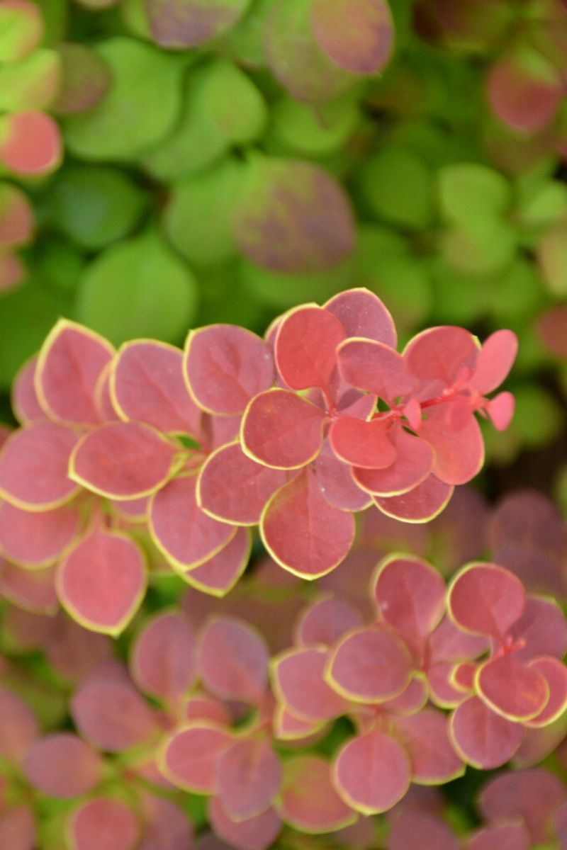 Barberry, Sunjoy Tangelo