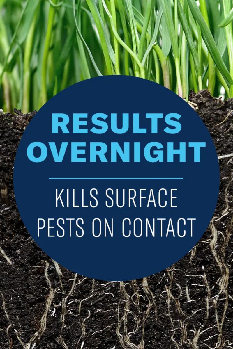 BioAdvanced 24 Hour Grub Killer Plus 10 lb Granules