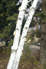 Paper Birch white peeling bark
