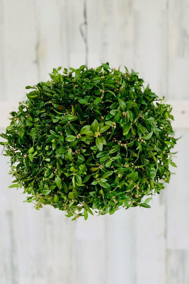 Kissing Ball, Boxwood