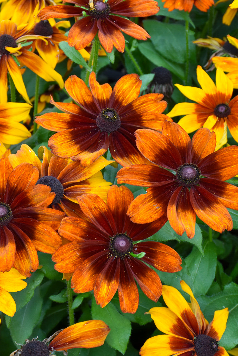 Rudbeckia, Cappuccino