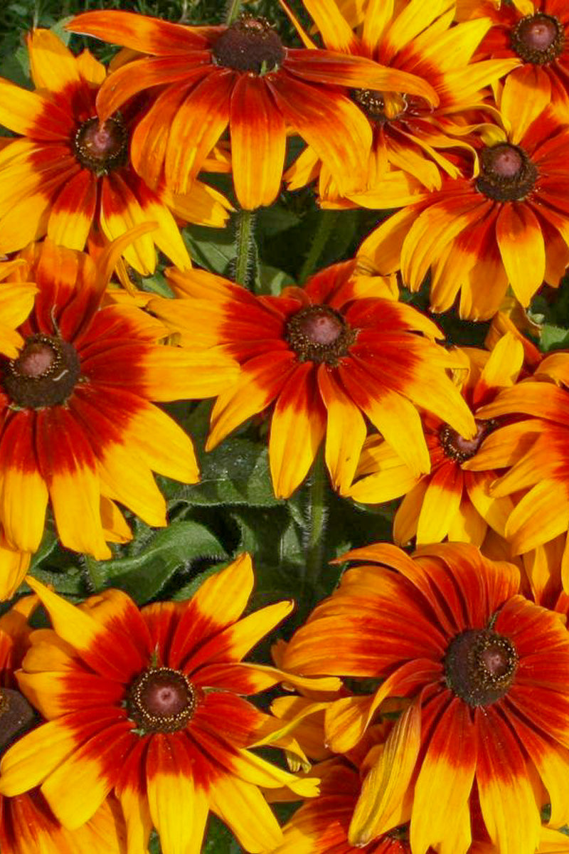 Rudbeckia, Cappuccino