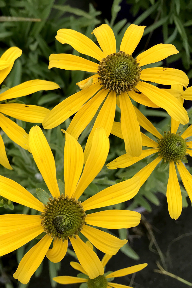 Black Eyed Susan, Green Eyed Lady 1G