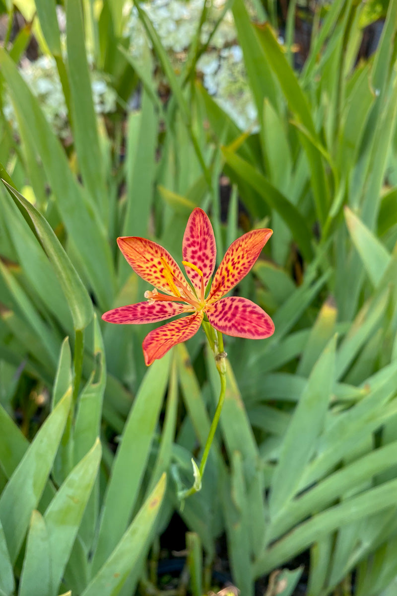 Blackberry Lily