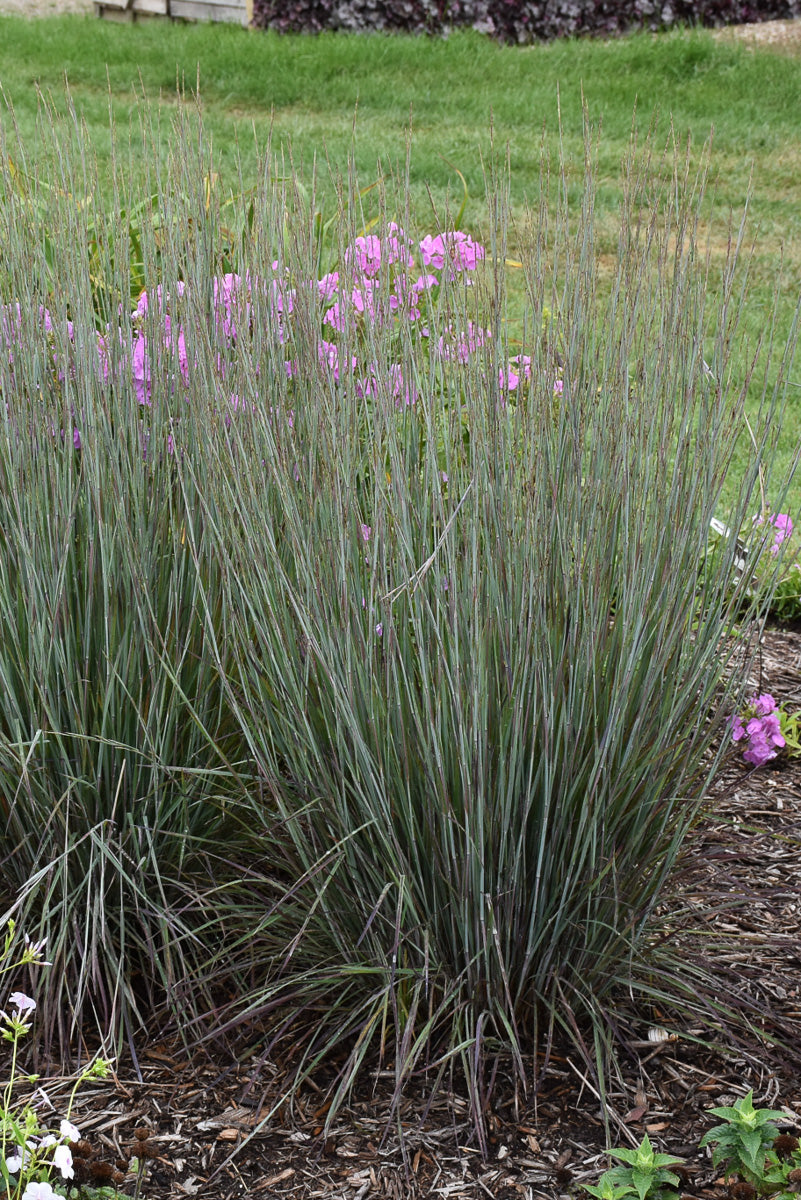Grass, Bluestem Little Blue Paradise