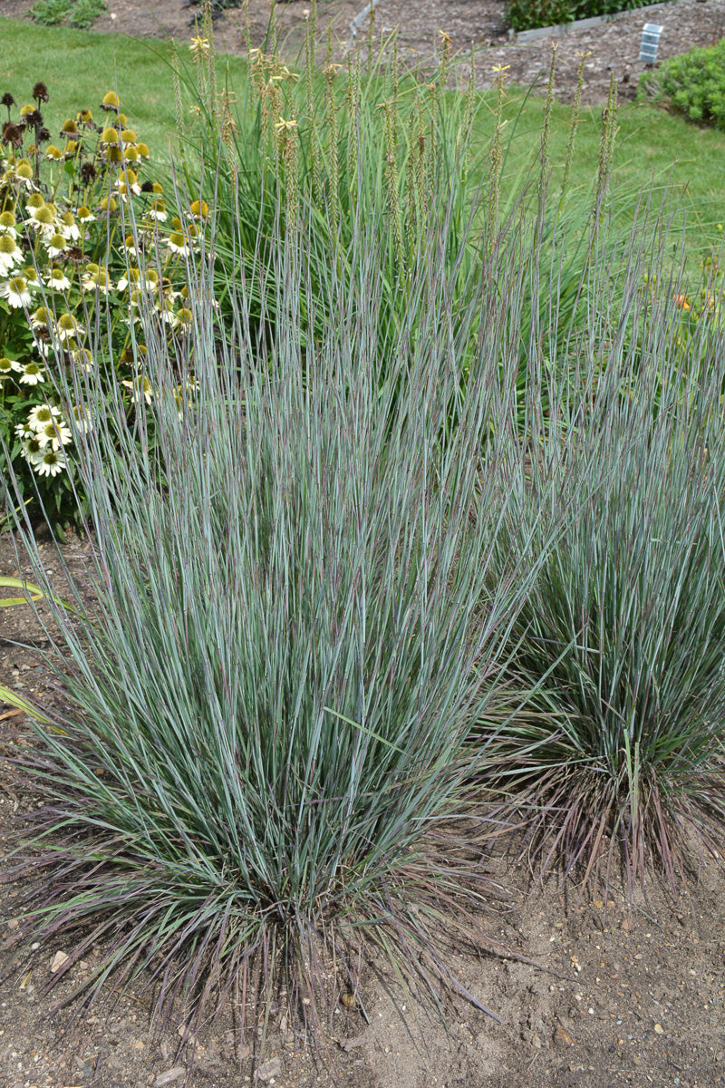 Grass, Bluestem Little Blue Paradise