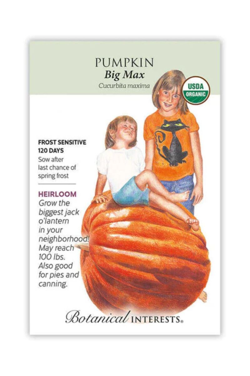 Botanical Interests Big Max Pumpkin Organic Seeds