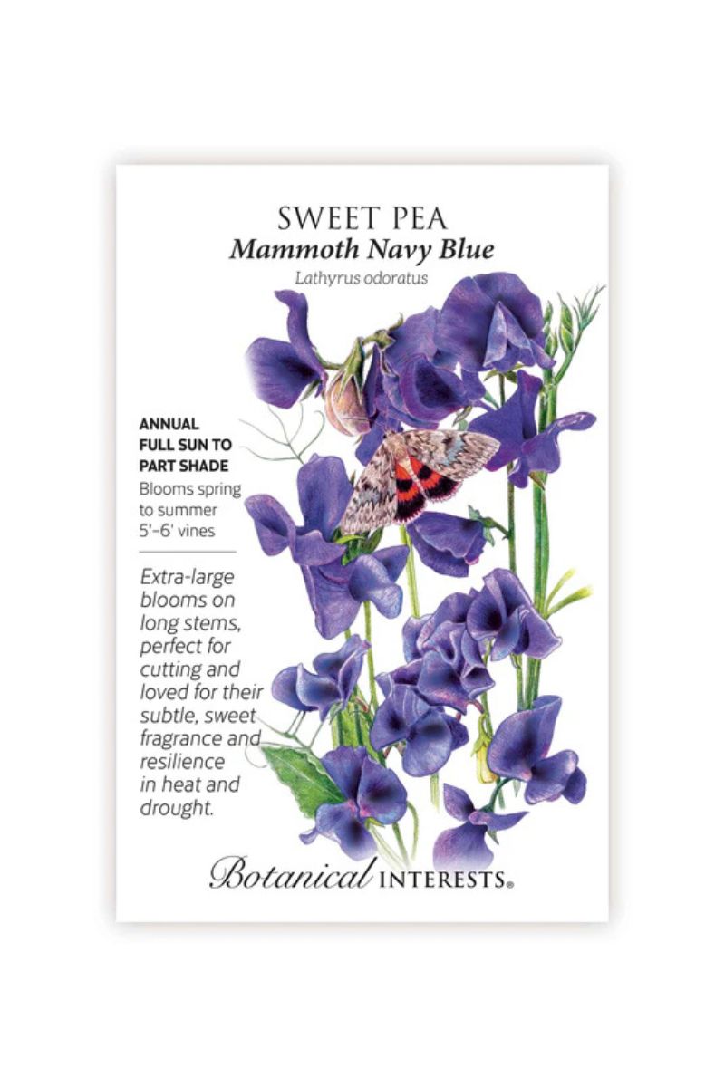 Botanical Interests Mammoth Navy Blue Sweet Pea Seeds