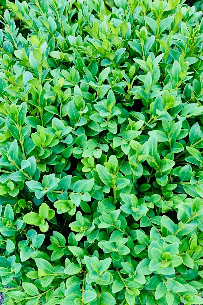 Boxwood, Green Velvet