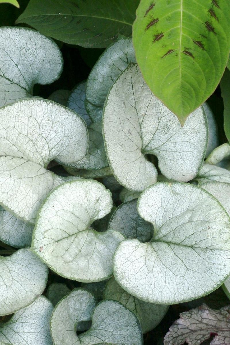 Brunnera, Looking Glass