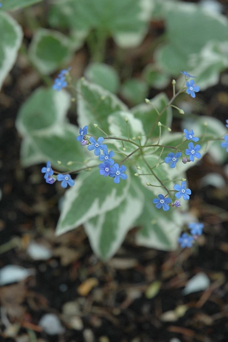 Brunnera, Variegated