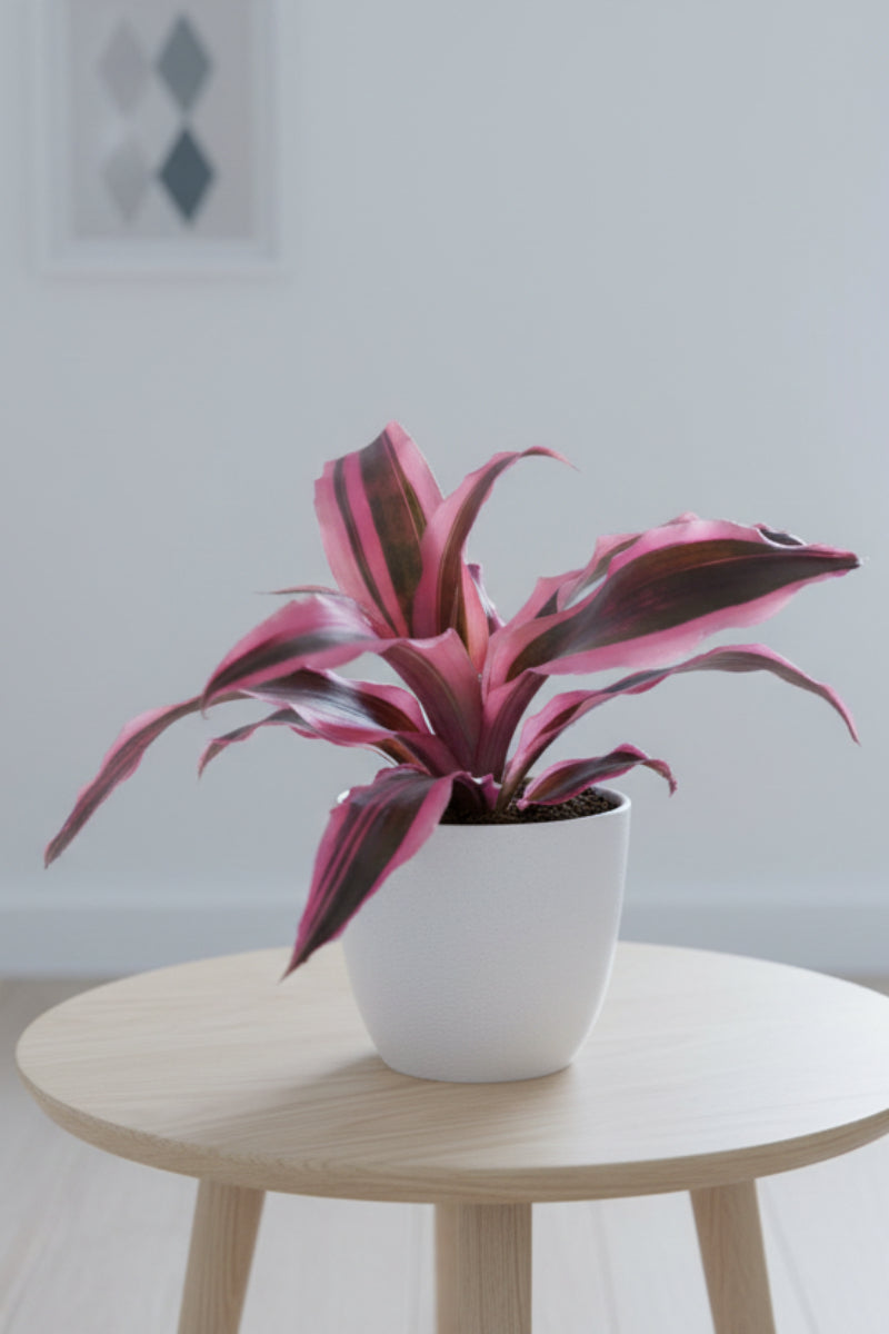 Bromeliad, Cryptanthus Red Baron 5"