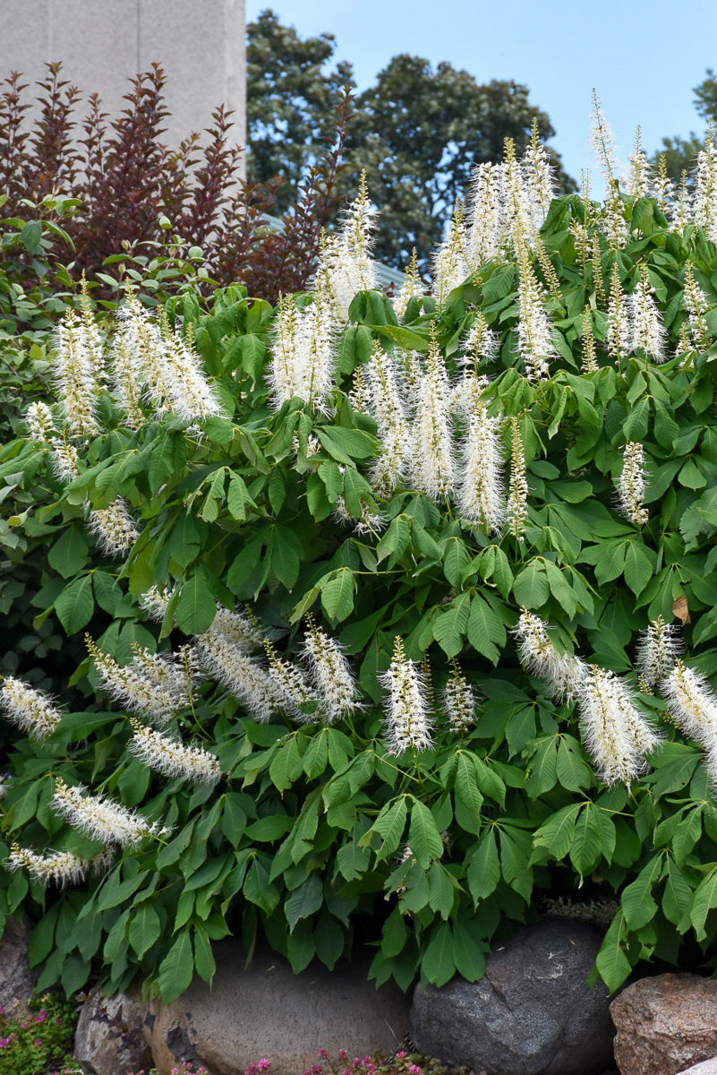 Buckeye, Late Bottlebrush