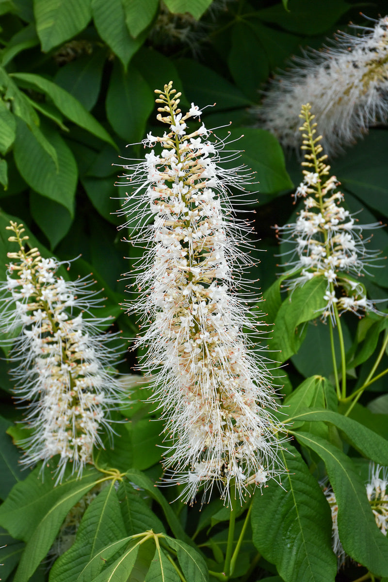 Buckeye, Late Bottlebrush