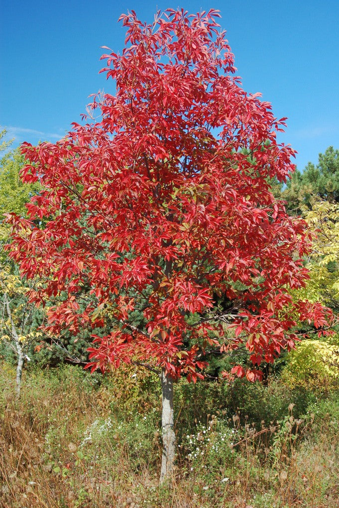 Early Glow Ohio Buckeye tree with bright red fall color
