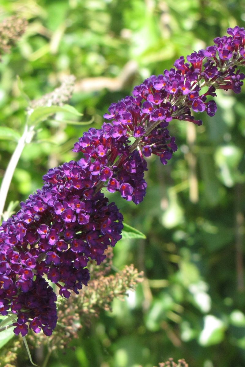 Butterfly-Bush, Black Knight