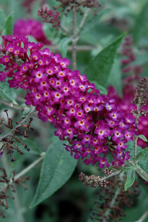 Butterfly-Bush, Mag Munchk