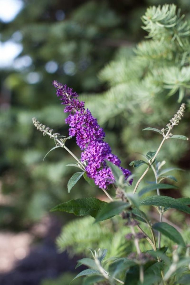 Butterfly Bush, Psychedelic Sky