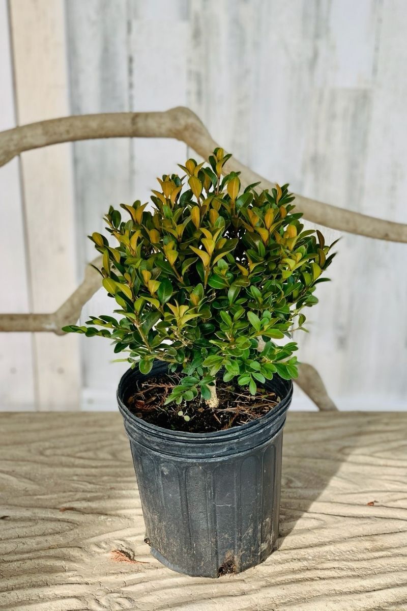 Boxwood, Green Velvet