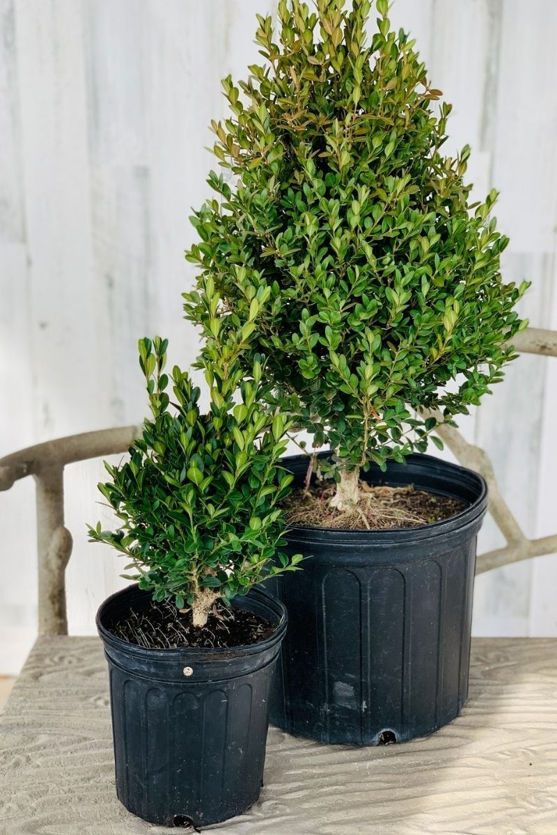 Boxwood, Green Mountain – Chalet