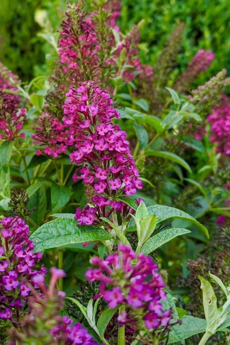 Butterfly Bush, Miss Molly