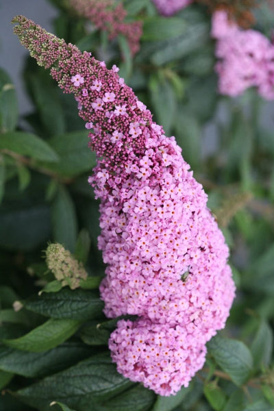 Butterfly-Bush, Pugster Pink