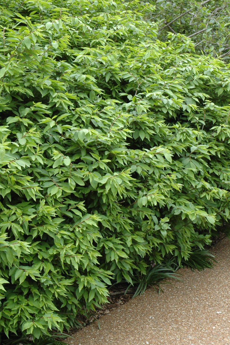 Burning Bush, Rudy Haag